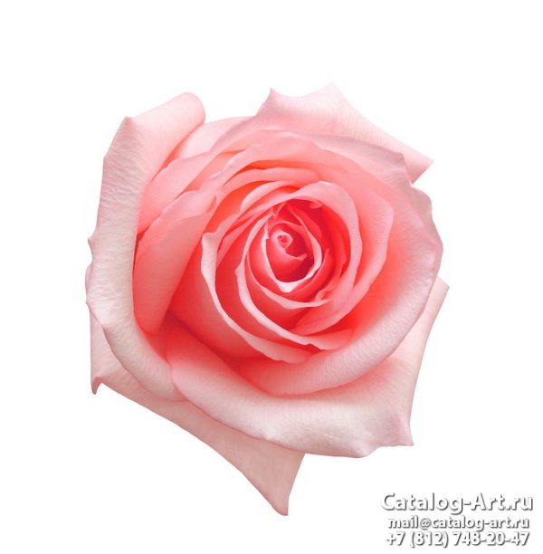 Pink roses 37
